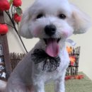 냉큼, 오레오 이미지