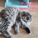 레이 펫 | 아메리칸컬 레이의 펫시터 후기