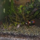 팬더 짜장마당 이미지