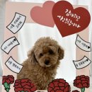 모여라댕댕이 이미지