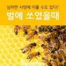 땡벌과 땡초ㅡ그리고 청양고추의 원산지 논쟁ㅡ(땅속으로 드나드는 땅벌)ㅡ청양고추(靑陽고추)의 개발ㅡ청양고추 원산지는 이미지