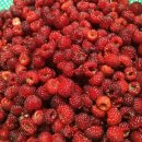 천시원교육농장 이미지