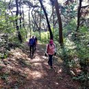 봉화산 솔바람길 이미지