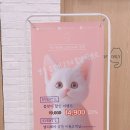 캣플헤븐 앨리웨이 광교점 이미지
