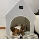 강아지집 | 고양이 숨숨집으로도 좋은 레토 강아지집 내돈내산 후기