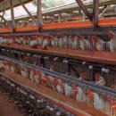 양계장농장 네이버블로그