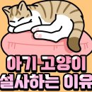 187. 아기고양이 설사하는 이유! 이미지