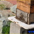 맥반골농원 이미지