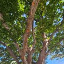 상석목장 이미지