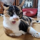 로즈파크모텔 | 본격 K로판 체험 가능한 여주 루덴시아 뚜벅이 평일 방문기