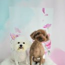 아롱펫샵 이미지