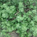 질경이농장 이미지