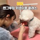 원 그루밍 | 송파애견미용 원데이클래스 후기 비숑 엄마라면 진짜 꼭 배워야 할 벤그루밍 강아지 위생미용