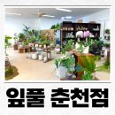 춘천식물 춘천화분 만천리 꽃집 잎풀