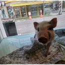 퍼피살롱 이미지