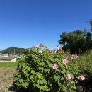 예원로 | 8月 여행 in jeju , 중문 둘째날 (포용커피로스터스 • 스시 마타네 • 부영호텔 • 해심가든 )