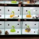 도그센추리 이미지