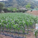 선소리 민박 이미지