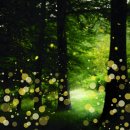 반디랜드 반딧불청소년수련원 이미지