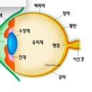 눈관리를 명리로 본다 이미지