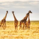 기린에너지 이미지