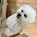 쁘띠몽 이미지