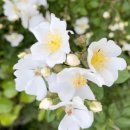 제주13月 이미지