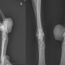 파주365동물의료센터 이미지