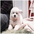 고려애견샵 이미지