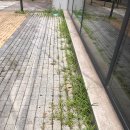 경인로216번길 | 제초작업 일지(잡초와의 전쟁_1)