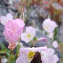 새하양세탁소 이미지