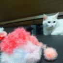 심심이(주) 이미지