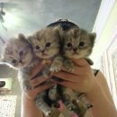 고양이숲 이미지