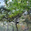 배밭공원(망우동) | ^ 아차산 중랑둘레길/ 221021.금/ 2225