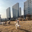 폴앤도기 동남캠퍼스 | 청주강아지유치원 반려견을 위한 도심 속 힐링 공간, 폴앤도기 동남캠퍼스