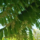 대연수목전시원 이미지