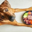 성수 숲속 피부과 동물병원 이미지