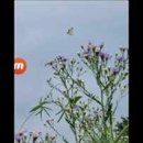 ﻿ 이것은 국화꽃이여 국화꽃이 국화꽃 위에는 지금 나비 한 마리가 날고 있습니다. 이미지