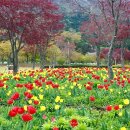 내장산문화광장 이미지