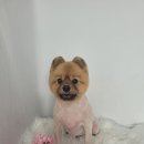 모모애견미용실 이미지