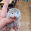 미니펫스토리 이미지