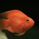 광원수족관 이미지