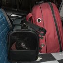 Paxi(팩시) 이미지