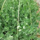 바보농장 이미지