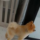 굿데이멍 이미지