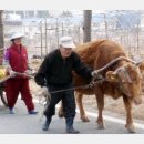 황소와농부 이미지