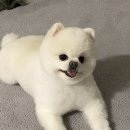 도그헬퍼 이미지