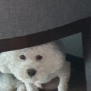 세인트존스 동물병원 이미지