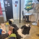 이리오시개 이미지