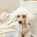 몽실 애견미용 이미지